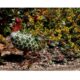 Decoratiune gradina, metalica, paun verde, 23x62x43 cm - imagine 3