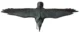 Decoratiune gradina, plastic, corb zburator, 80x45x11 cm - imagine 6
