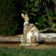 Decoratiune gradina, ceramica, LED, iepure cu casa, 31x22x48 cm - imagine 4