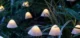 Set 30 lampi solare LED Rovo 01-Alb, ciupercute, lumina alb cald, 6.5m, 8 moduri - imagine 6