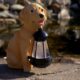 Decoratiune gradina, polirasina, lampa solara, catel cu felinar, 14x24x25 cm - imagine 4