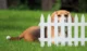 Gard de gradina decorativ, din plastic, alb, set 7 buc, 3.2 m x 35 cm - imagine 8