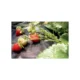 Folie antiburuieni, textila, neagra, 50 g/m2, 1.6x50 m - imagine 5