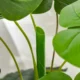 Planta artificiala, monstera cu ghiveci, verde, 120 cm - imagine 3