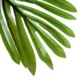 Planta artificiala, palmier cu ghiveci, verde, 150 cm - imagine 3