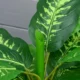 Planta artificiala cu ghiveci, verde, 95 cm - imagine 4