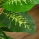 Planta artificiala cu ghiveci, verde, 95 cm - imagine 3