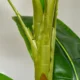 Planta artificiala, bananier cu ghiveci, verde, 150 cm - imagine 3